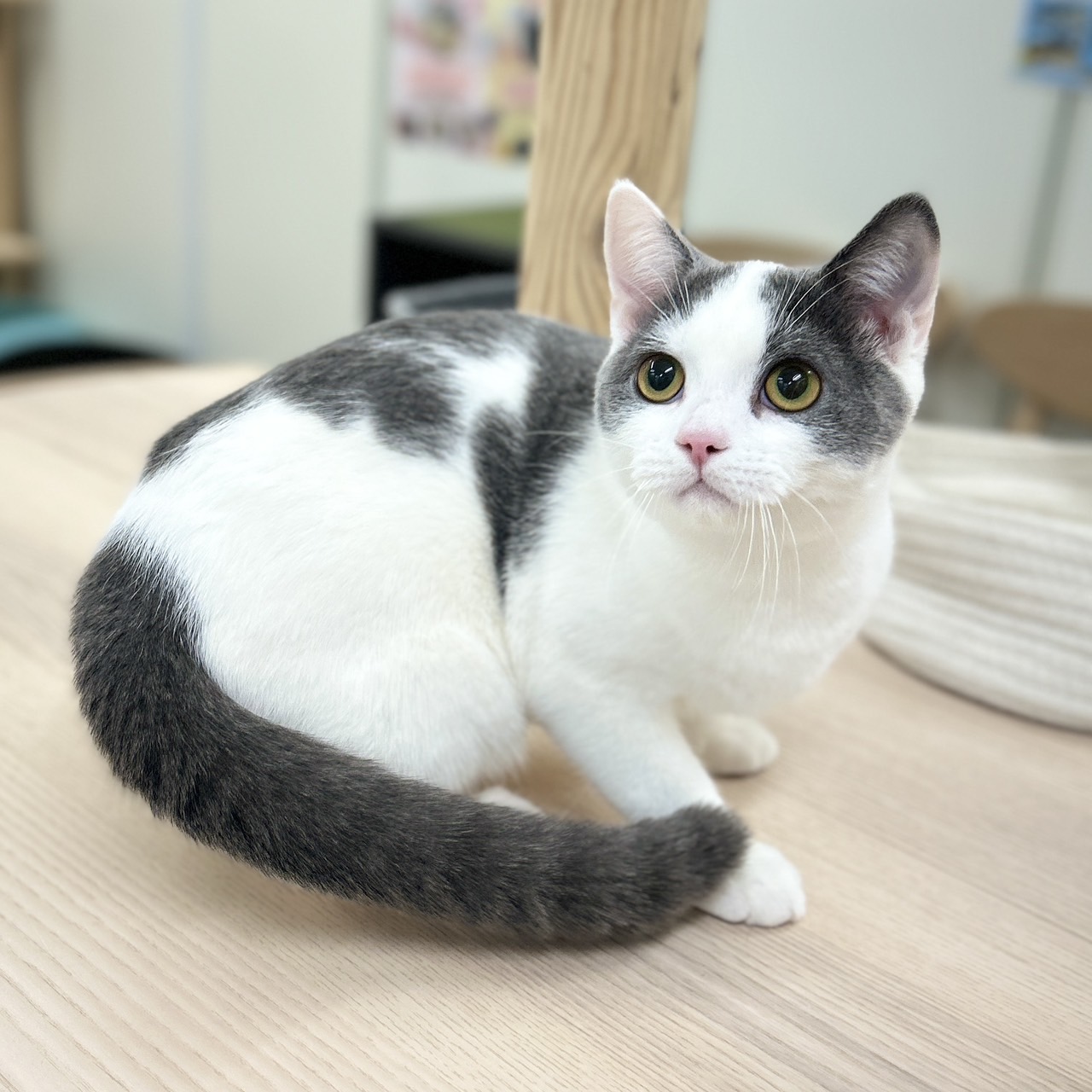 スコティッシュフォールド R7.6月30日生まれ 男の子