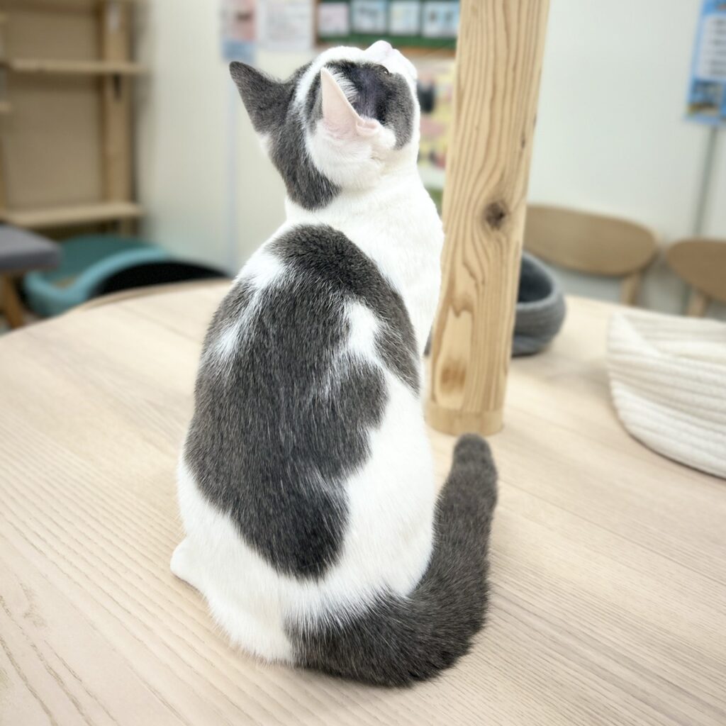 スコティッシュフォールド R7.6月30日生まれ 男の子