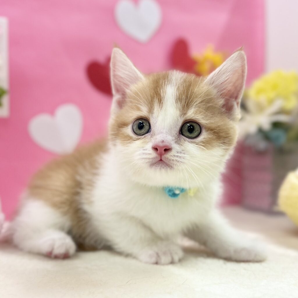 スコティッシュフォールド R7.11月30日生まれ 男の子