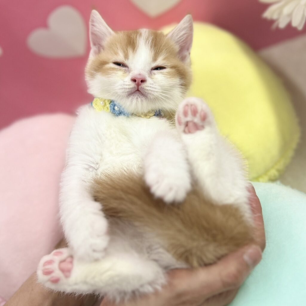 スコティッシュフォールド R7.11月30日生まれ 男の子