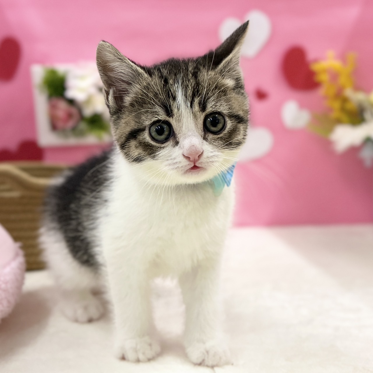 スコティッシュフォールド R7.11月30日生まれ 男の子