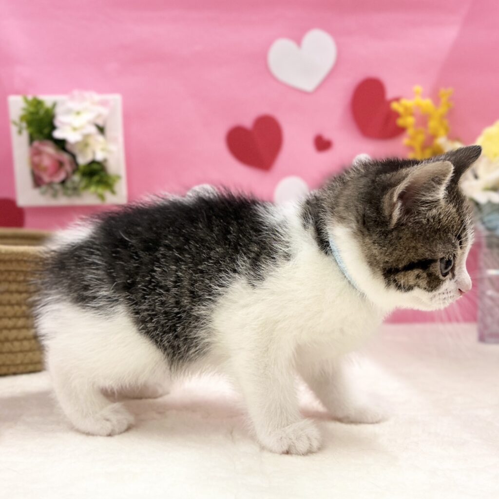 スコティッシュフォールド R7.11月30日生まれ 男の子