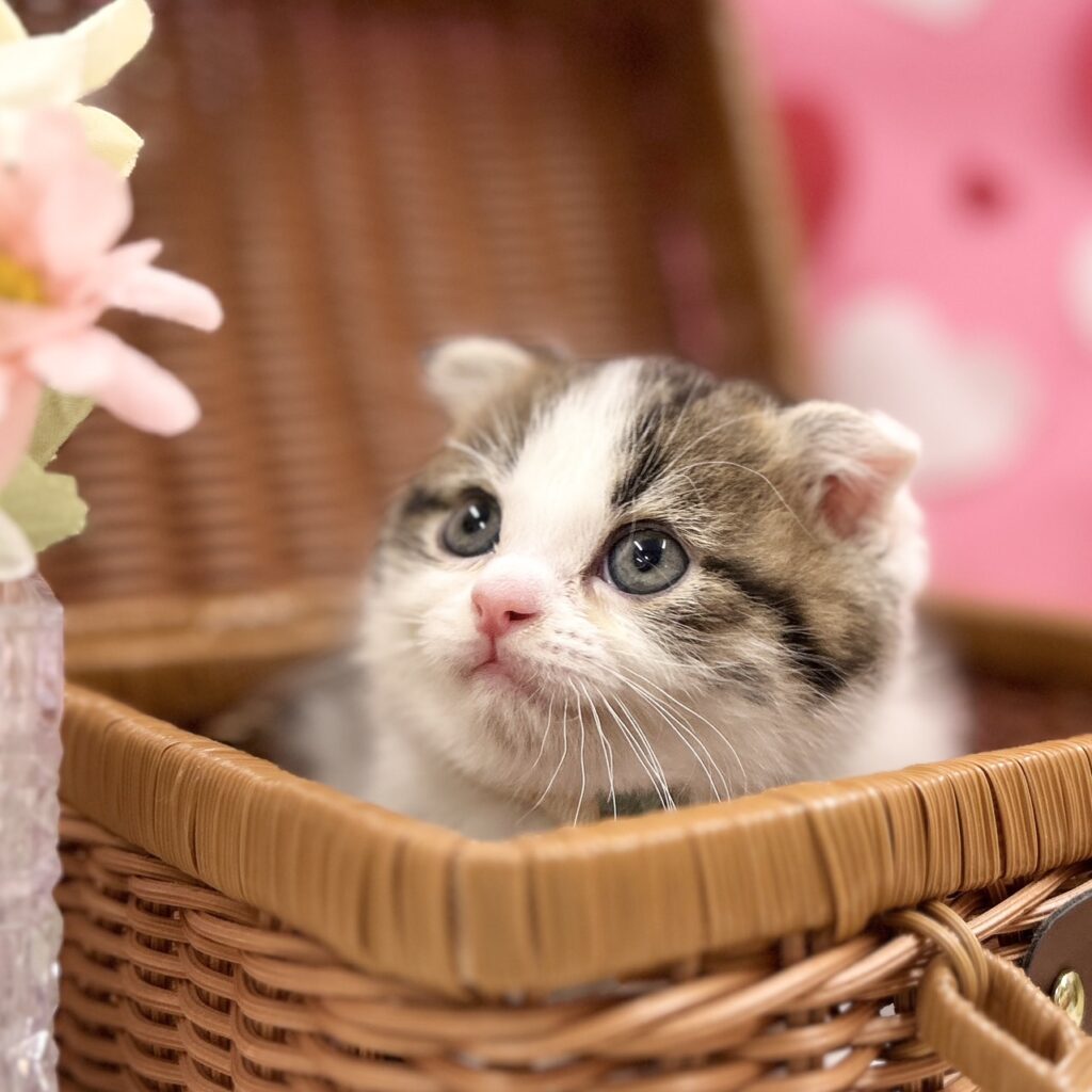 スコティッシュフォールド R7.11月30日生まれ 男の子