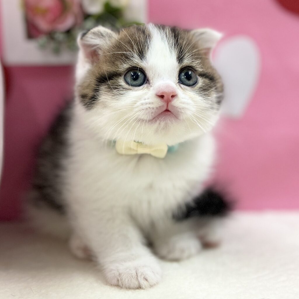 スコティッシュフォールド R7.11月30日生まれ 男の子