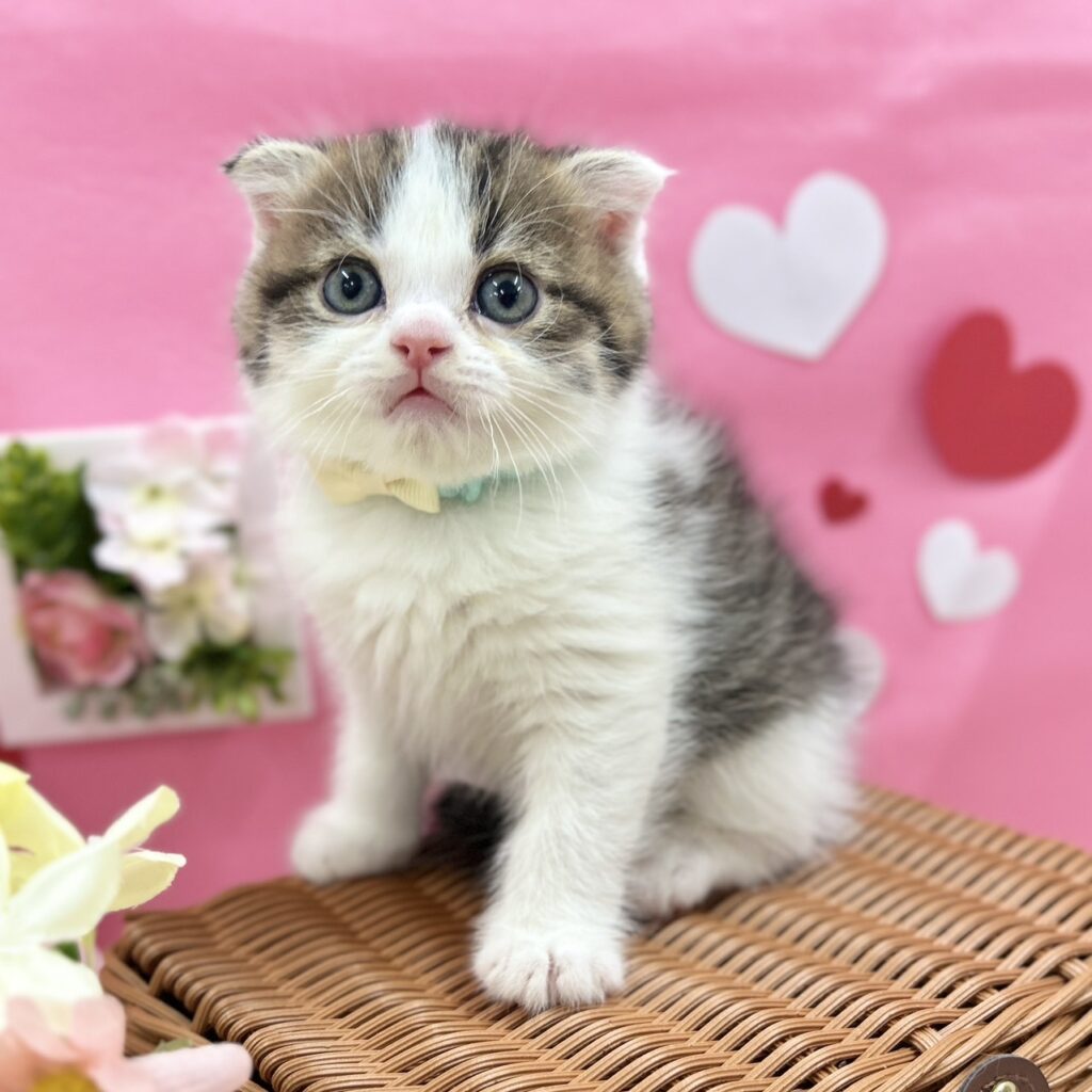 スコティッシュフォールド R7.11月30日生まれ 男の子