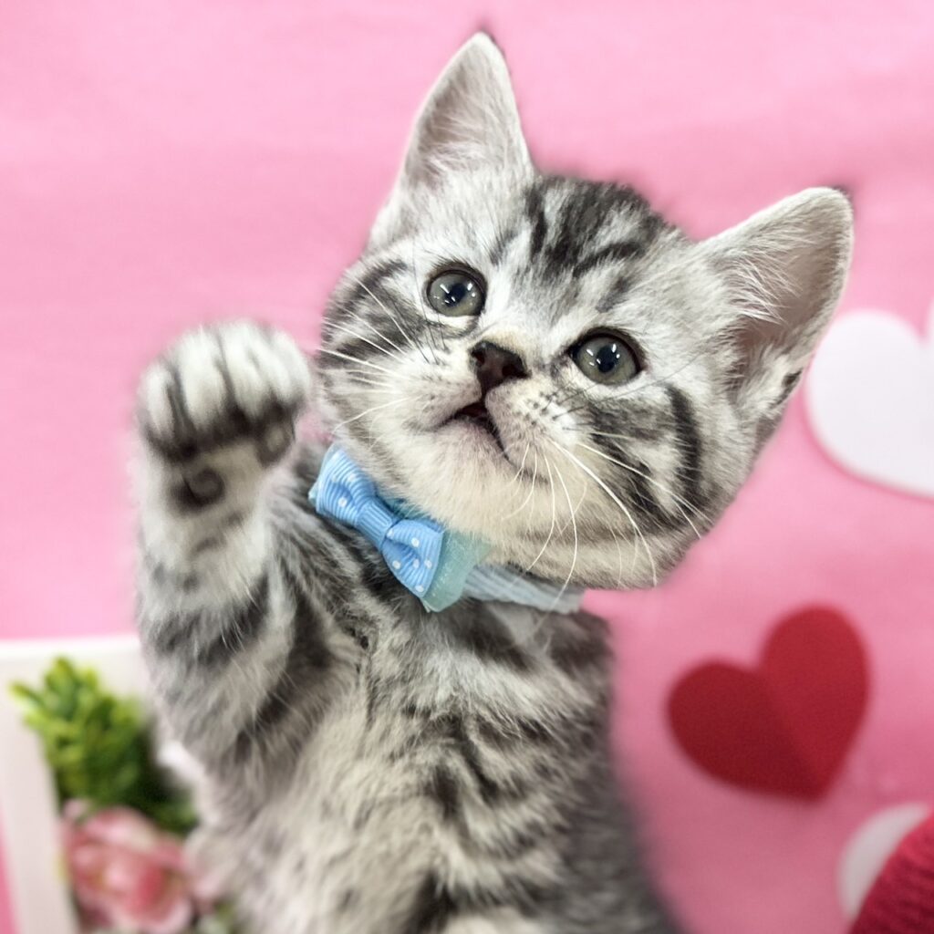 スコティッシュフォールド R7.12月1日生まれ 男の子