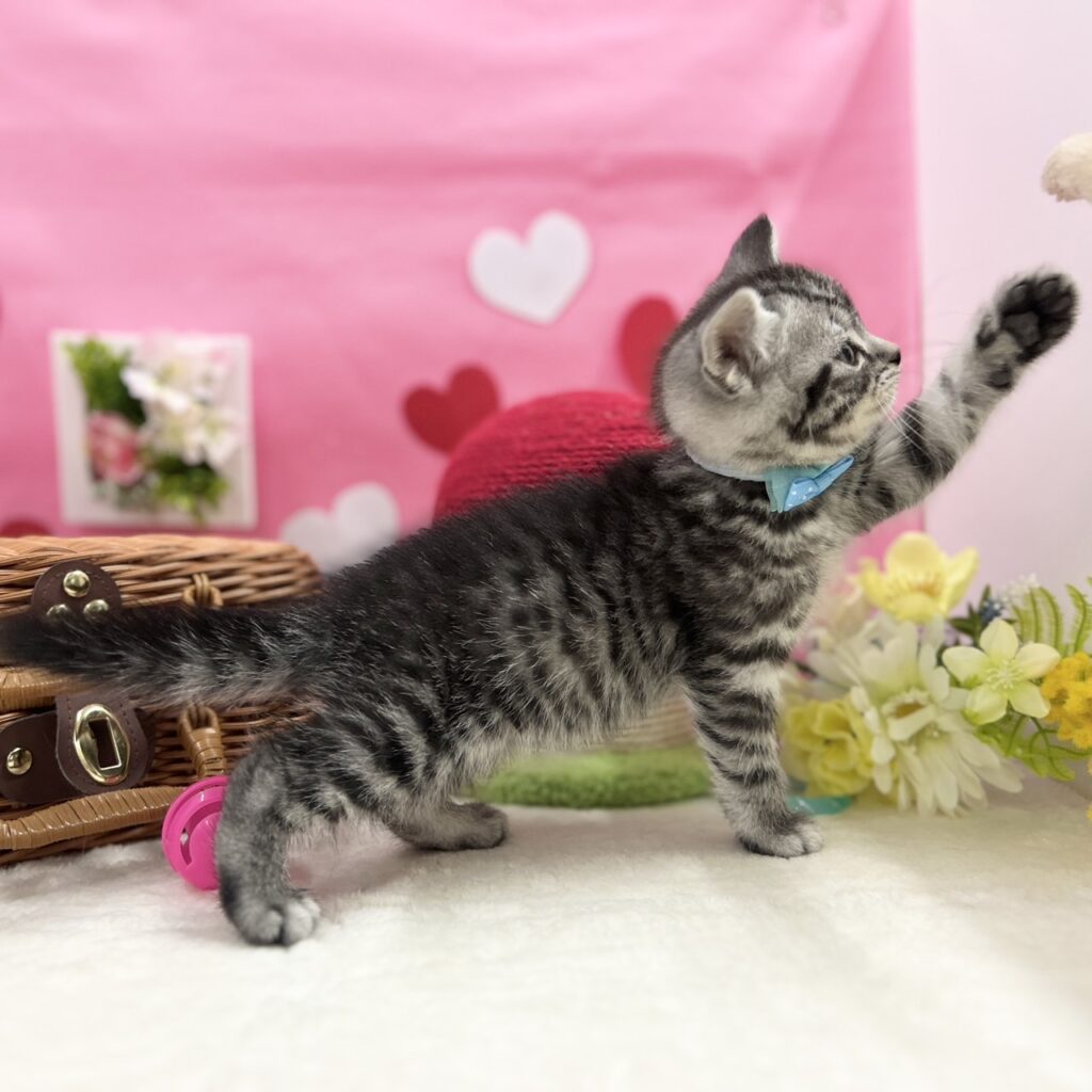 スコティッシュフォールド R7.12月1日生まれ 男の子