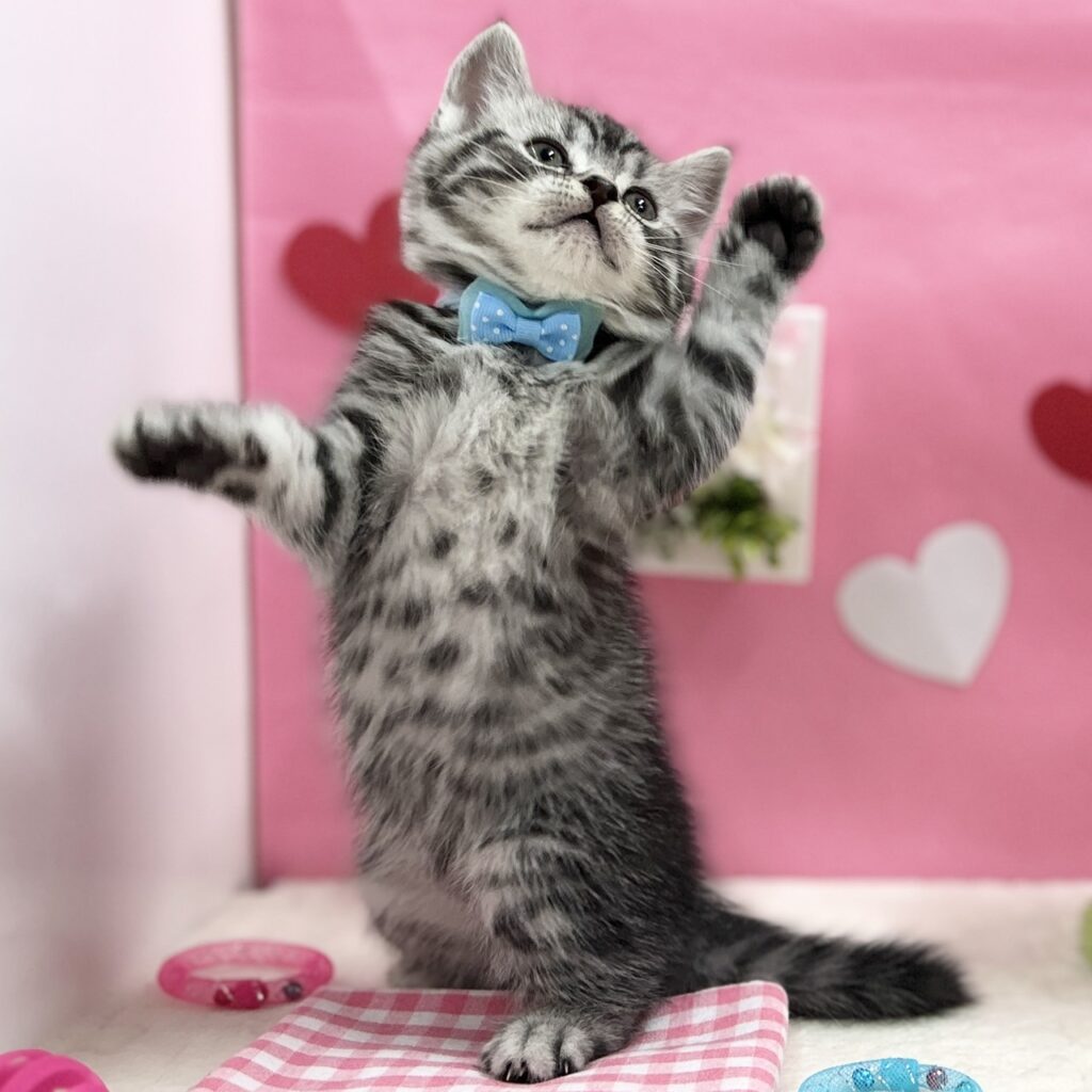 スコティッシュフォールド R7.12月1日生まれ 男の子