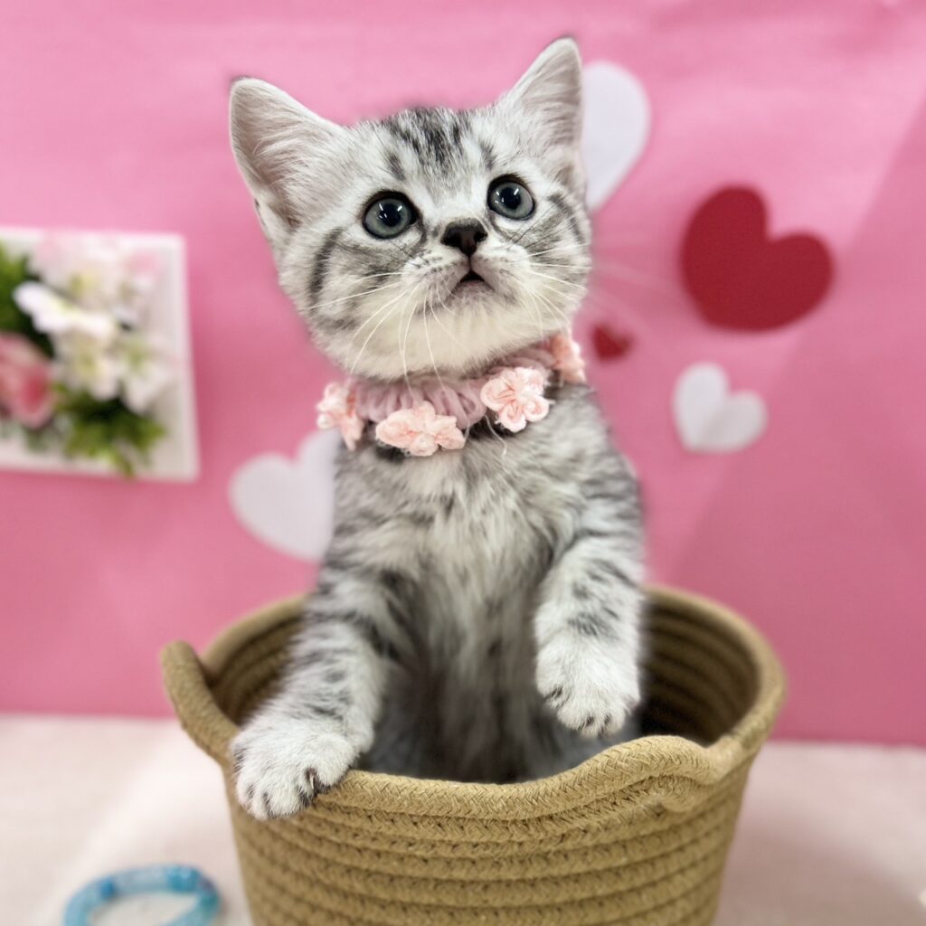 スコティッシュフォールド R7.12月1日生まれ 女の子