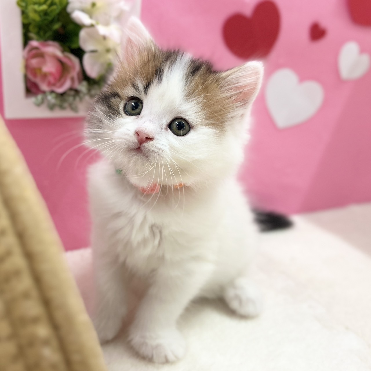 スコティッシュフォールド R7.12月1日生まれ 女の子