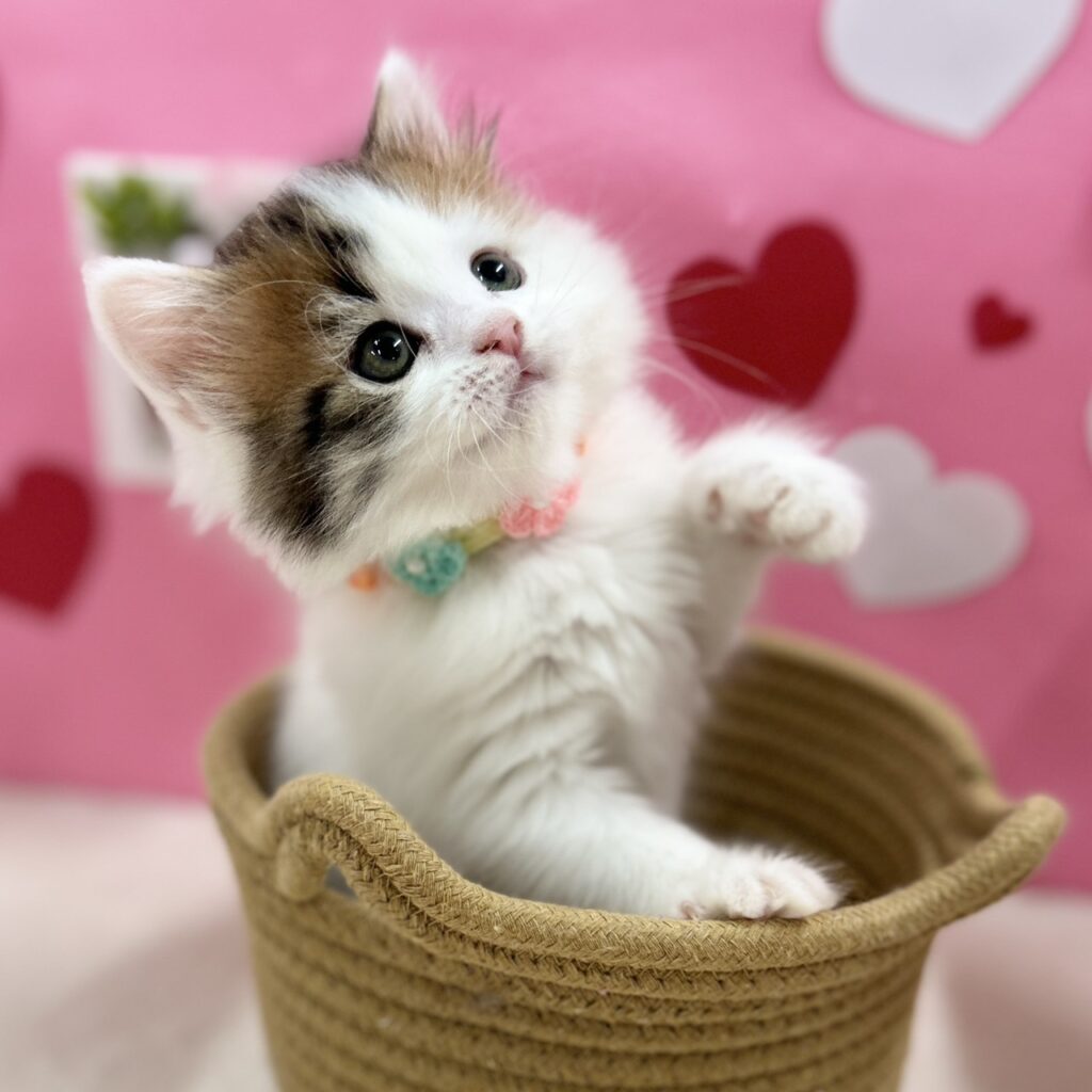 スコティッシュフォールド R7.12月1日生まれ 女の子