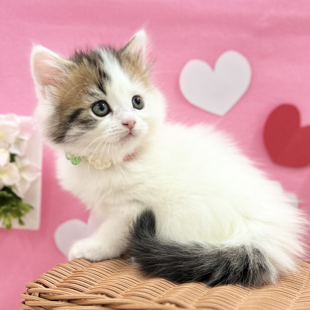 スコティッシュフォールド R7.12月1日生まれ 女の子