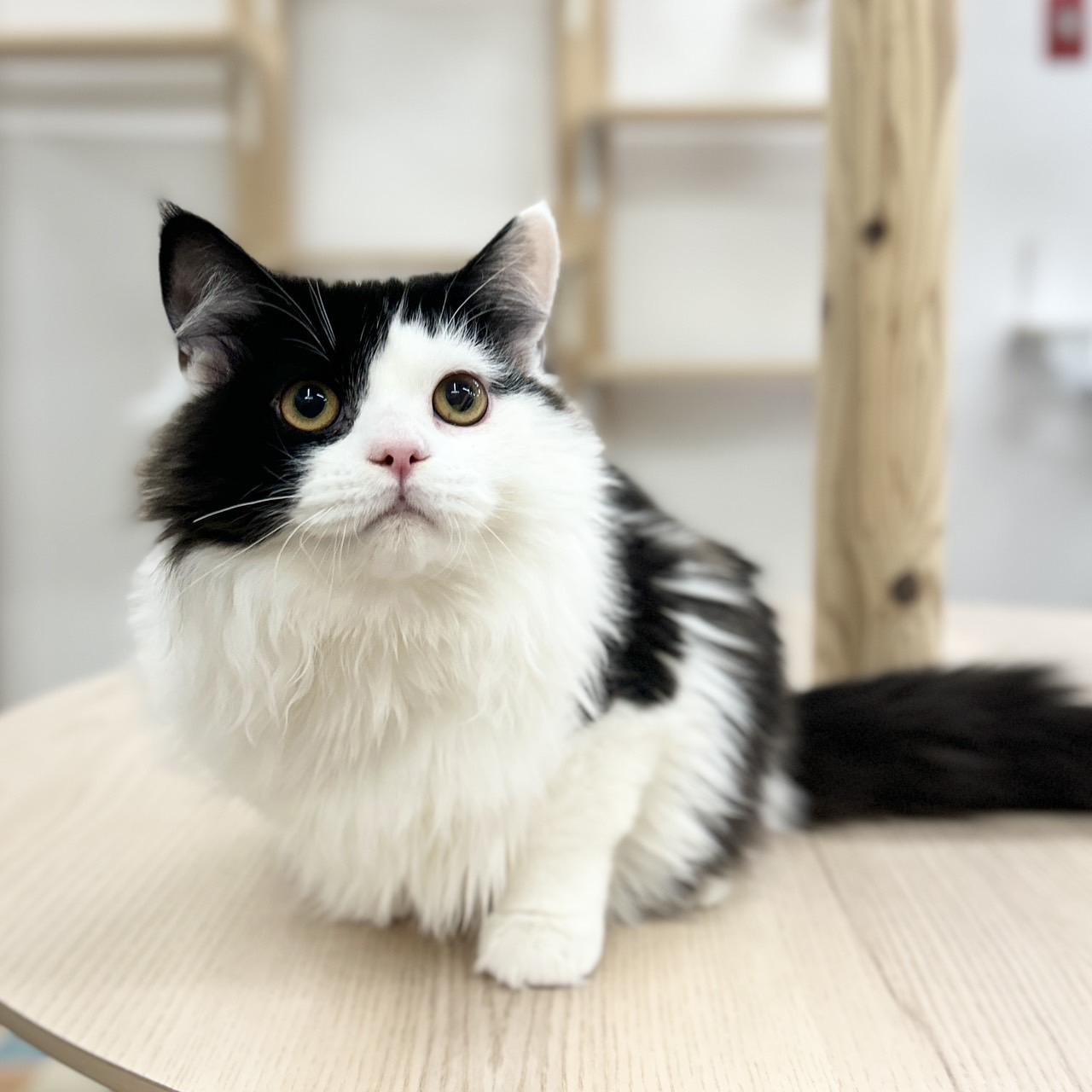 スコティッシュフォールド R7.6月30日生まれ 男の子