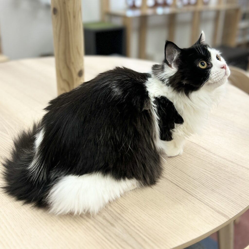 スコティッシュフォールド R7.6月30日生まれ 男の子