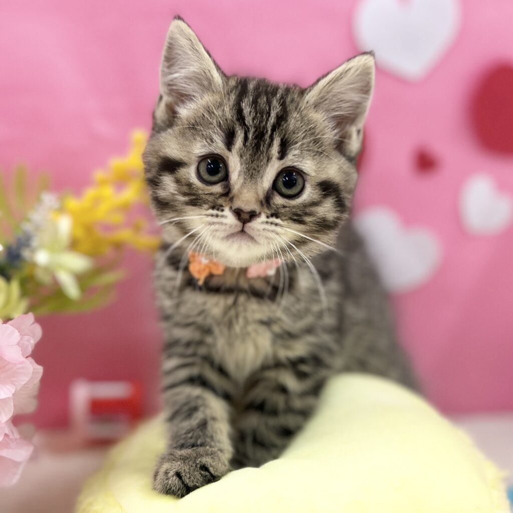 スコティッシュフォールド R7.12月12日生まれ 女の子