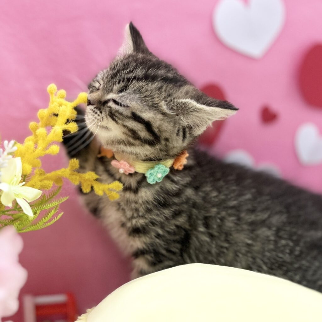 スコティッシュフォールド R7.12月12日生まれ 女の子