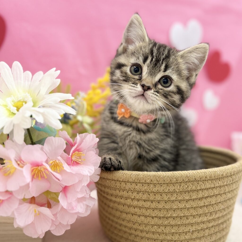 スコティッシュフォールド R7.12月12日生まれ 女の子