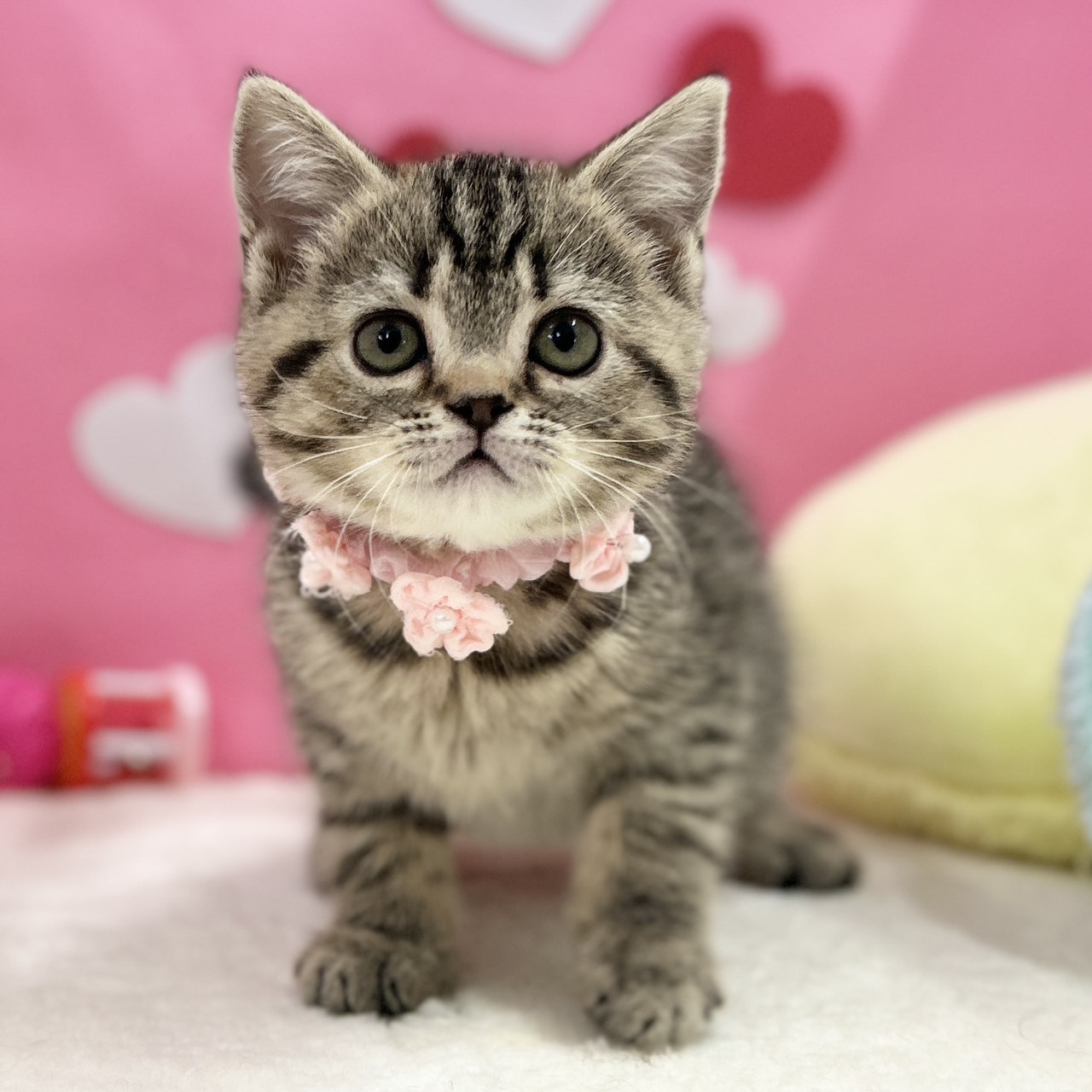 ご家族様決まりました🎉