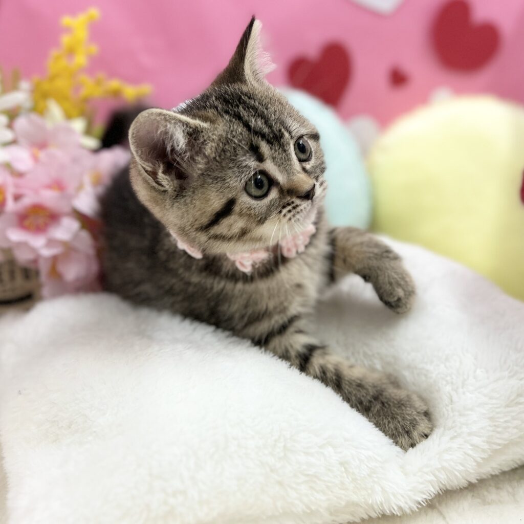 スコティッシュフォールド R7.12月12日生まれ 女の子