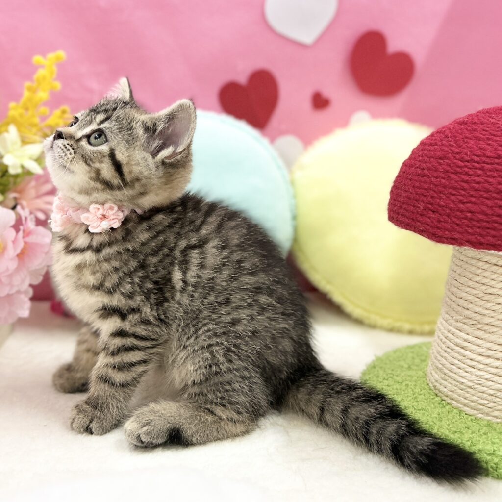 スコティッシュフォールド R7.12月12日生まれ 女の子