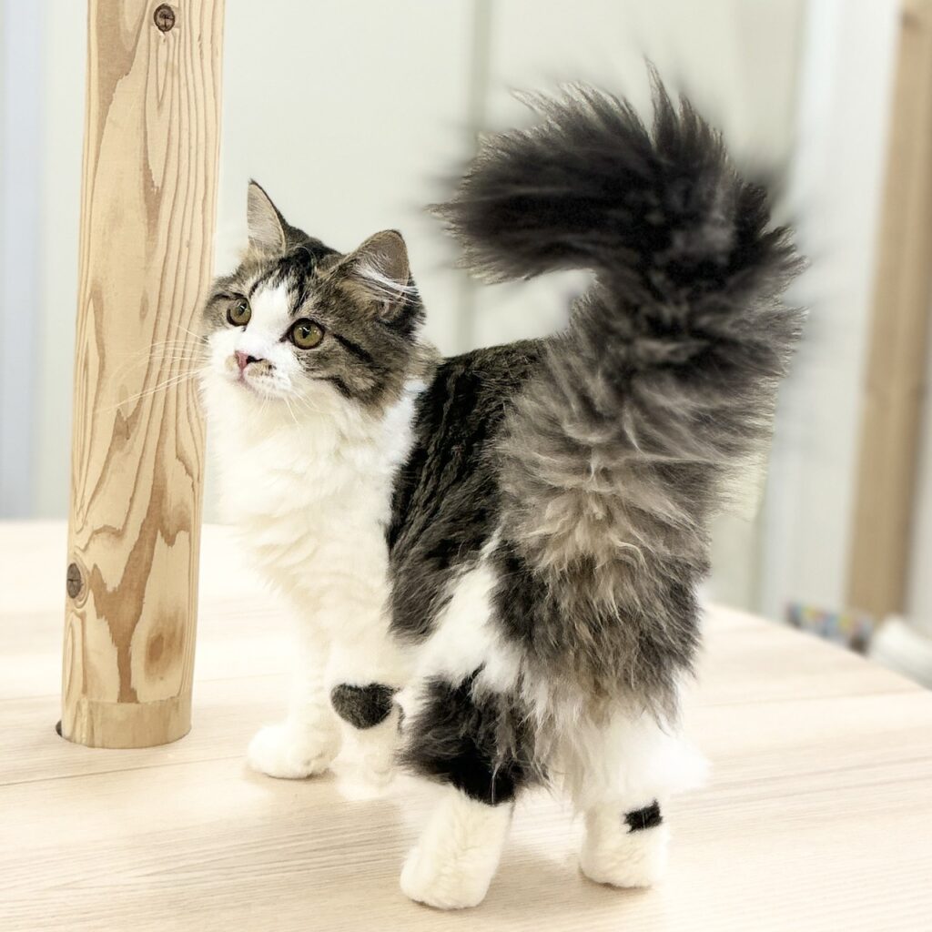 スコティッシュフォールド R7.9月8日生まれ 女の子