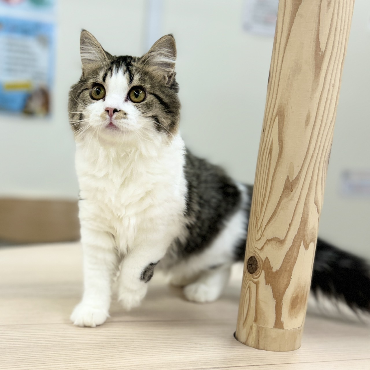 スコティッシュフォールド R7.9月8日生まれ 女の子