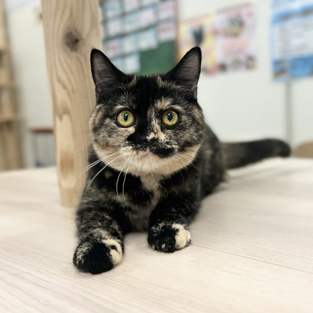 スコティッシュフォールド R7.9月8日生まれ 女の子