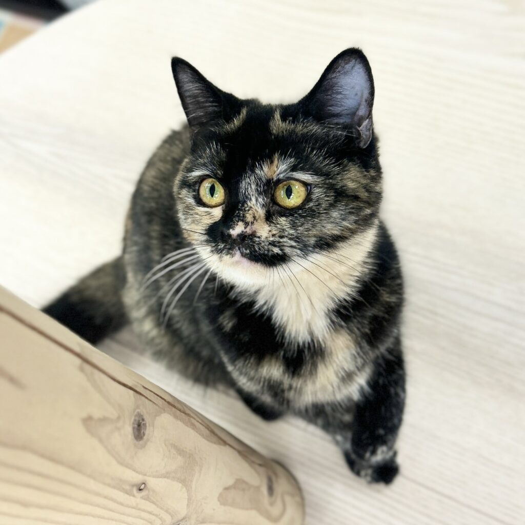 スコティッシュフォールド R7.9月8日生まれ 女の子