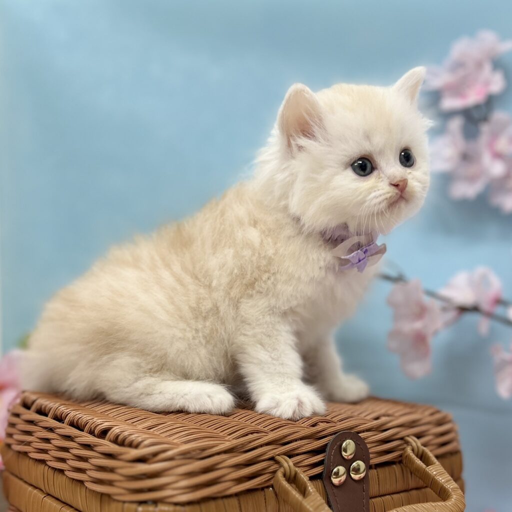 ミヌエット R8.1月29日生まれ 男の子