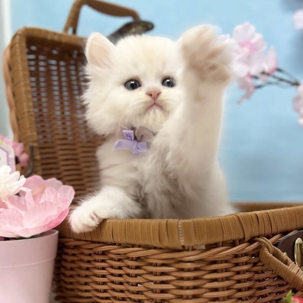 ミヌエット R8.1月29日生まれ 男の子