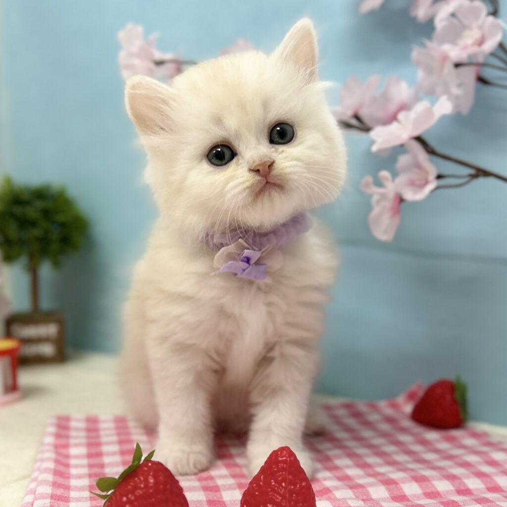 ミヌエット R8.1月29日生まれ 男の子