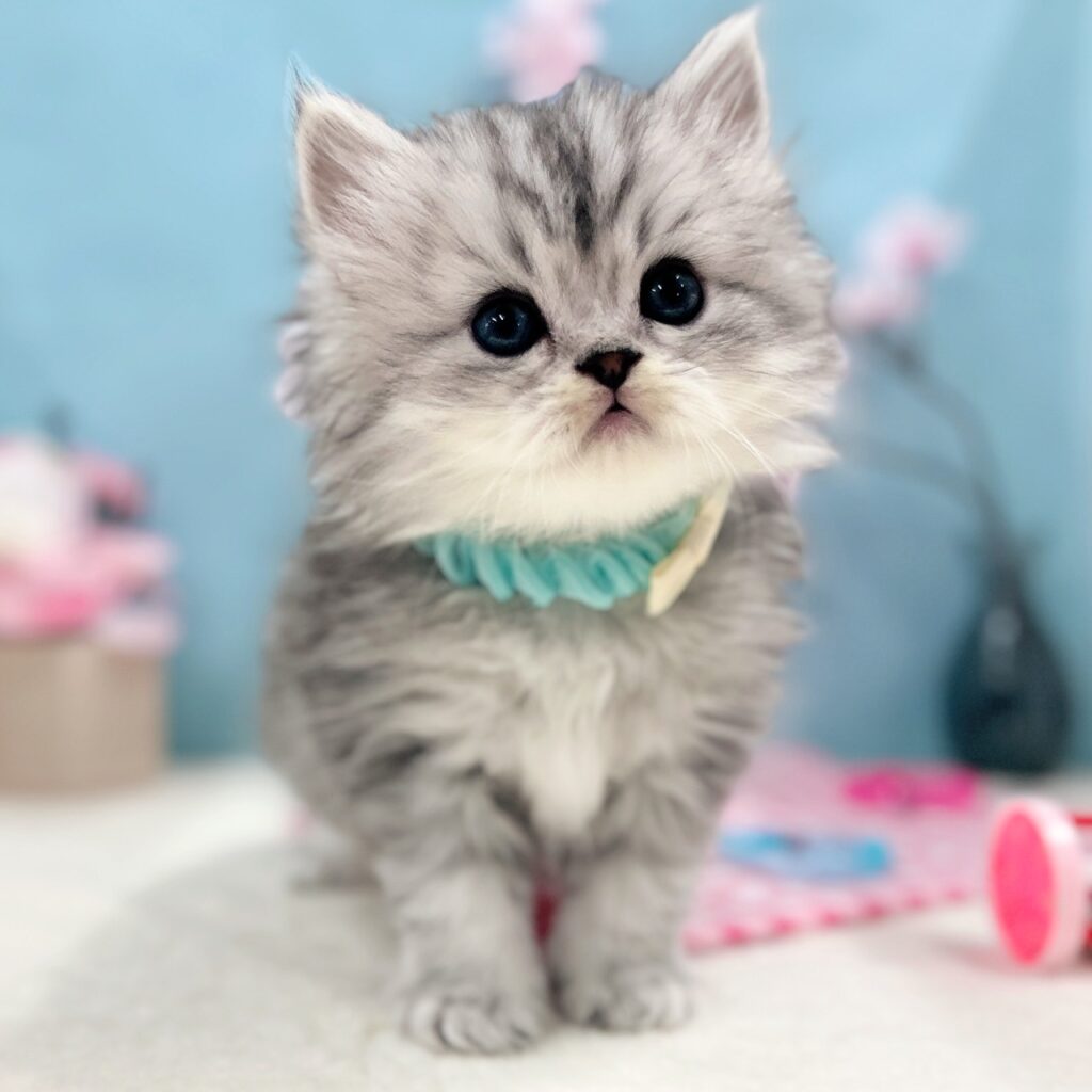 ミヌエット R8.1月29日生まれ 男の子