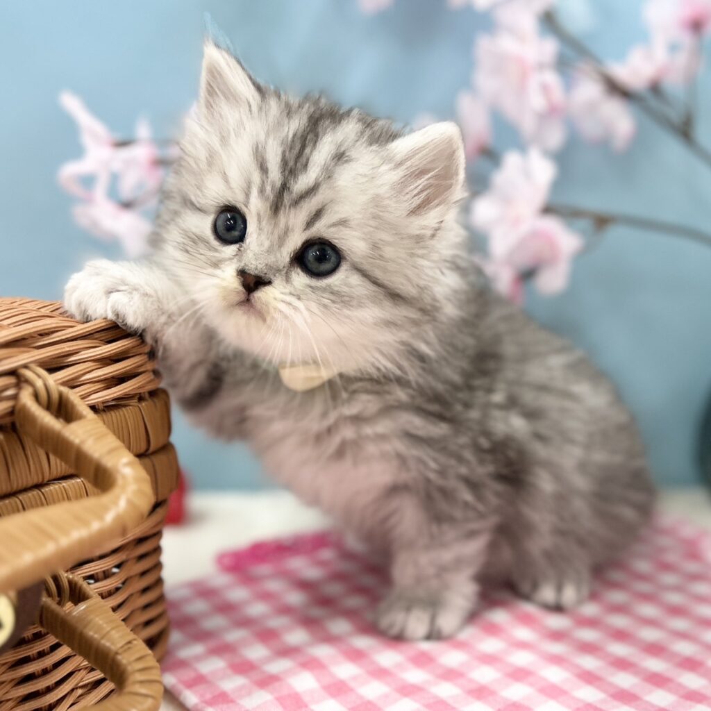 ミヌエット R8.1月29日生まれ 男の子