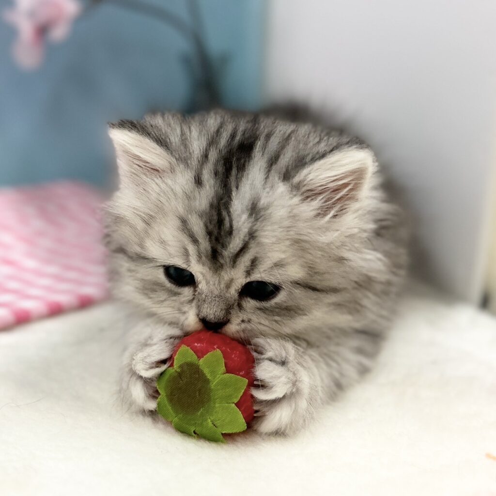 ミヌエット R8.1月29日生まれ 男の子