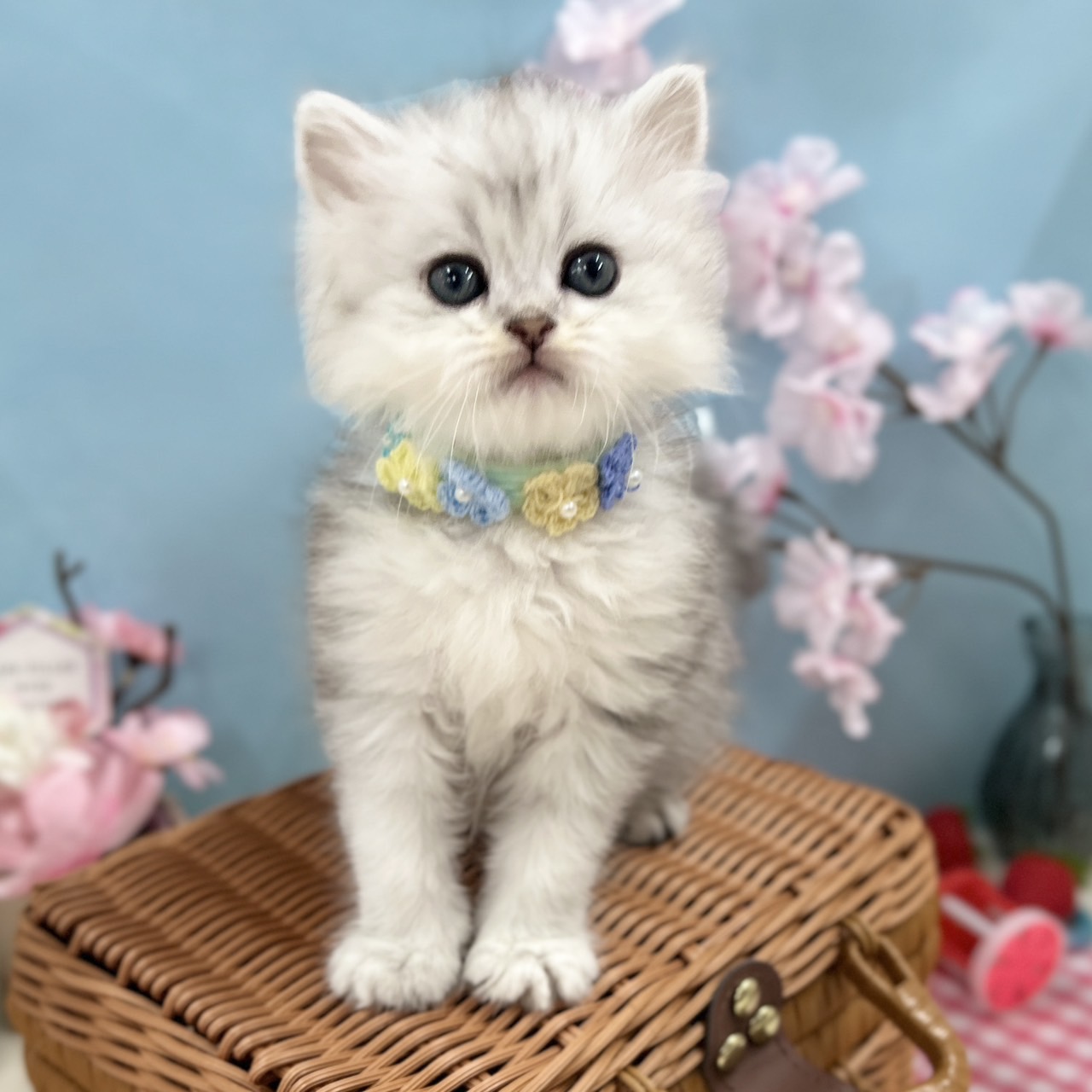 ミヌエット R8.1月29日生まれ 男の子