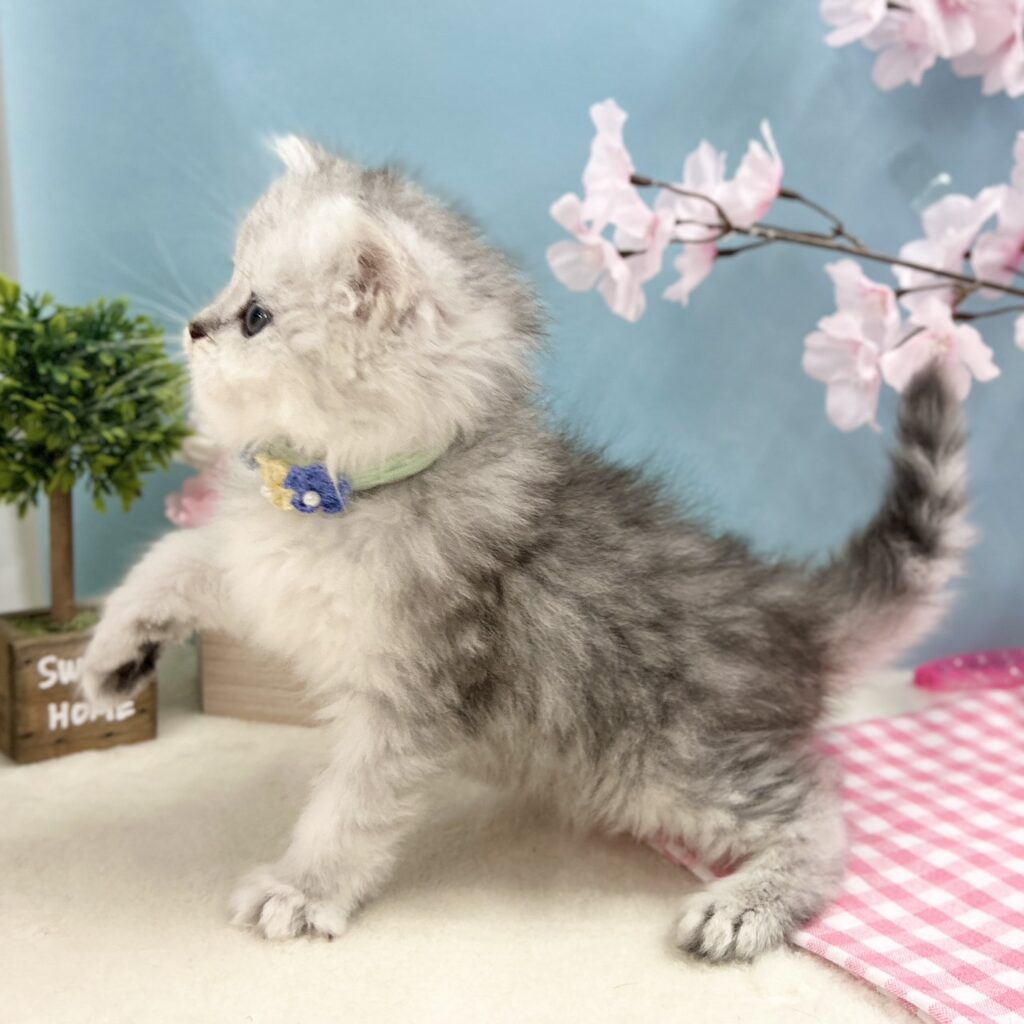 ミヌエット R8.1月29日生まれ 男の子