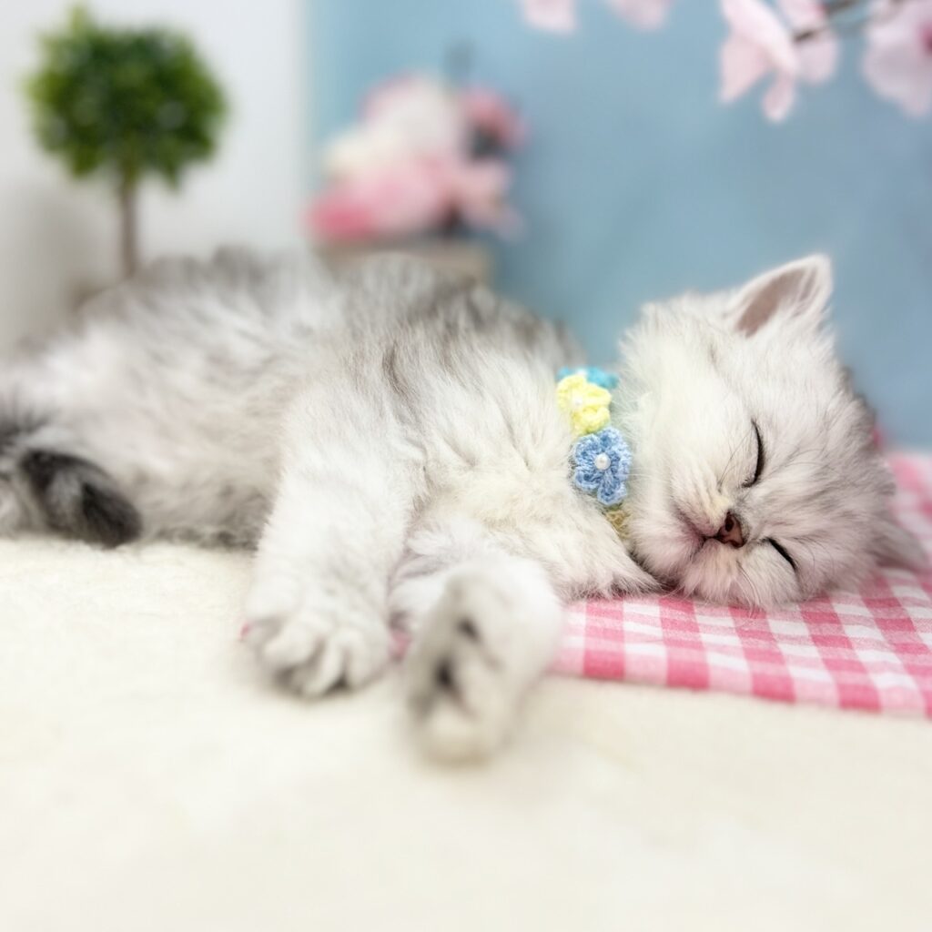 ミヌエット R8.1月29日生まれ 男の子