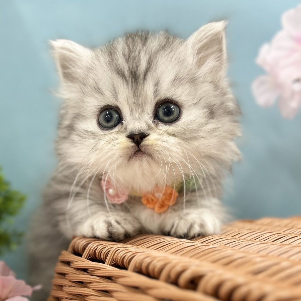 ミヌエット R8.1月29日生まれ 女の子