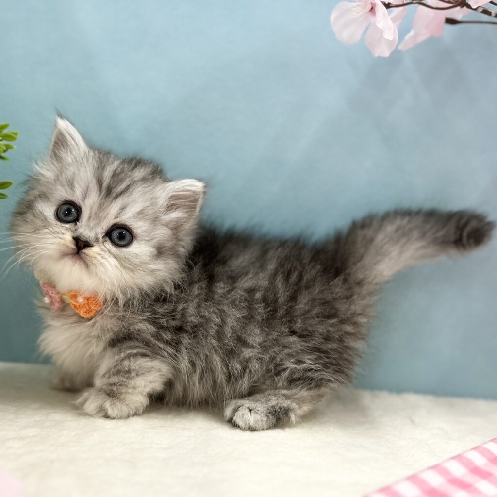 ミヌエット R8.1月29日生まれ 女の子