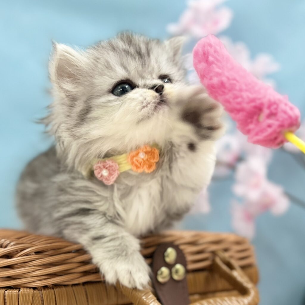 ミヌエット R8.1月29日生まれ 女の子