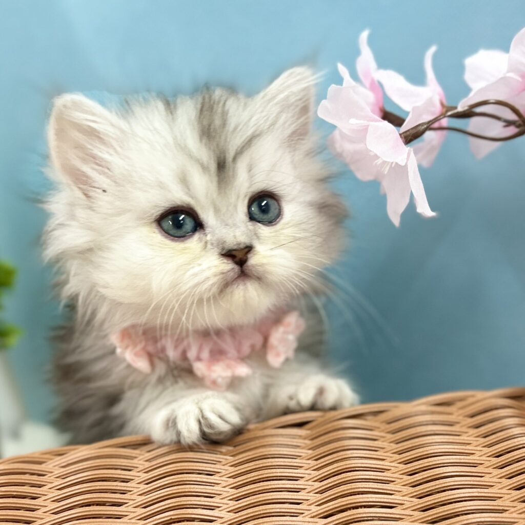 ミヌエット R8.1月29日生まれ 女の子