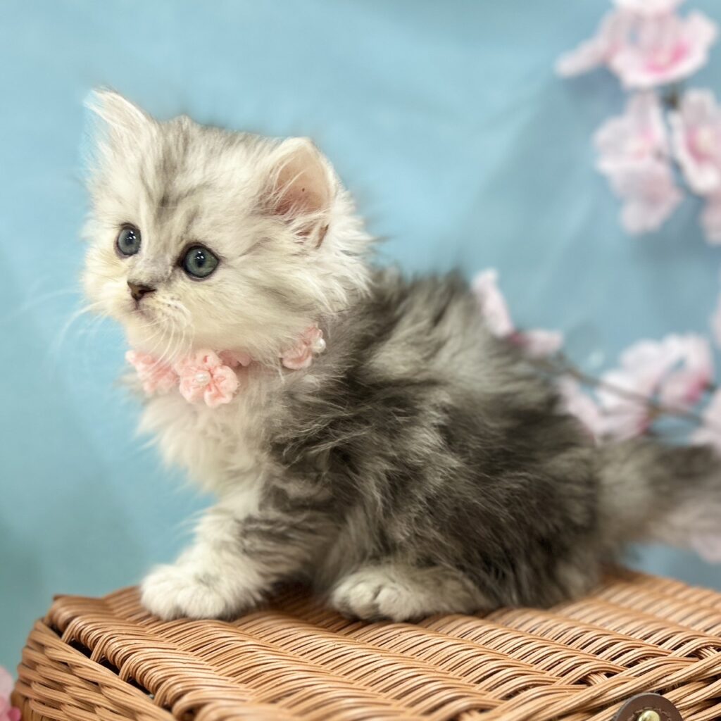 ミヌエット R8.1月29日生まれ 女の子