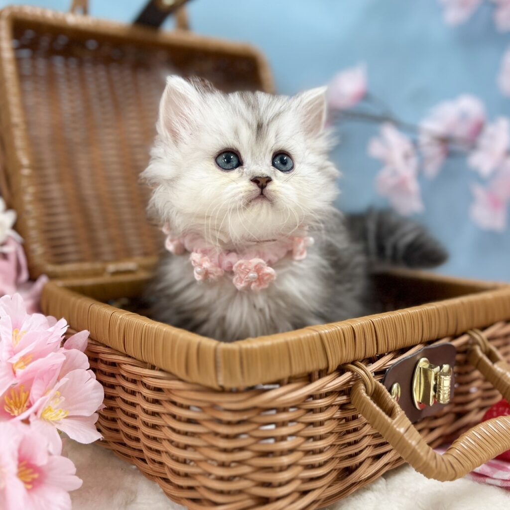 ミヌエット R8.1月29日生まれ 女の子