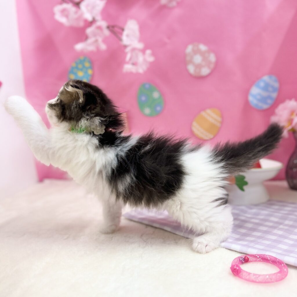 スコティッシュフォールド R8.2月11日生まれ 女の子