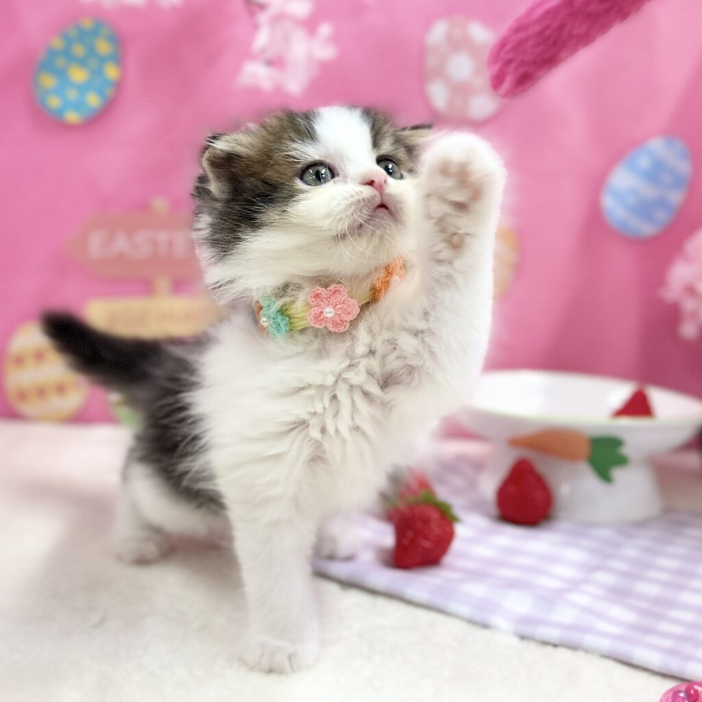 スコティッシュフォールド R8.2月11日生まれ 女の子