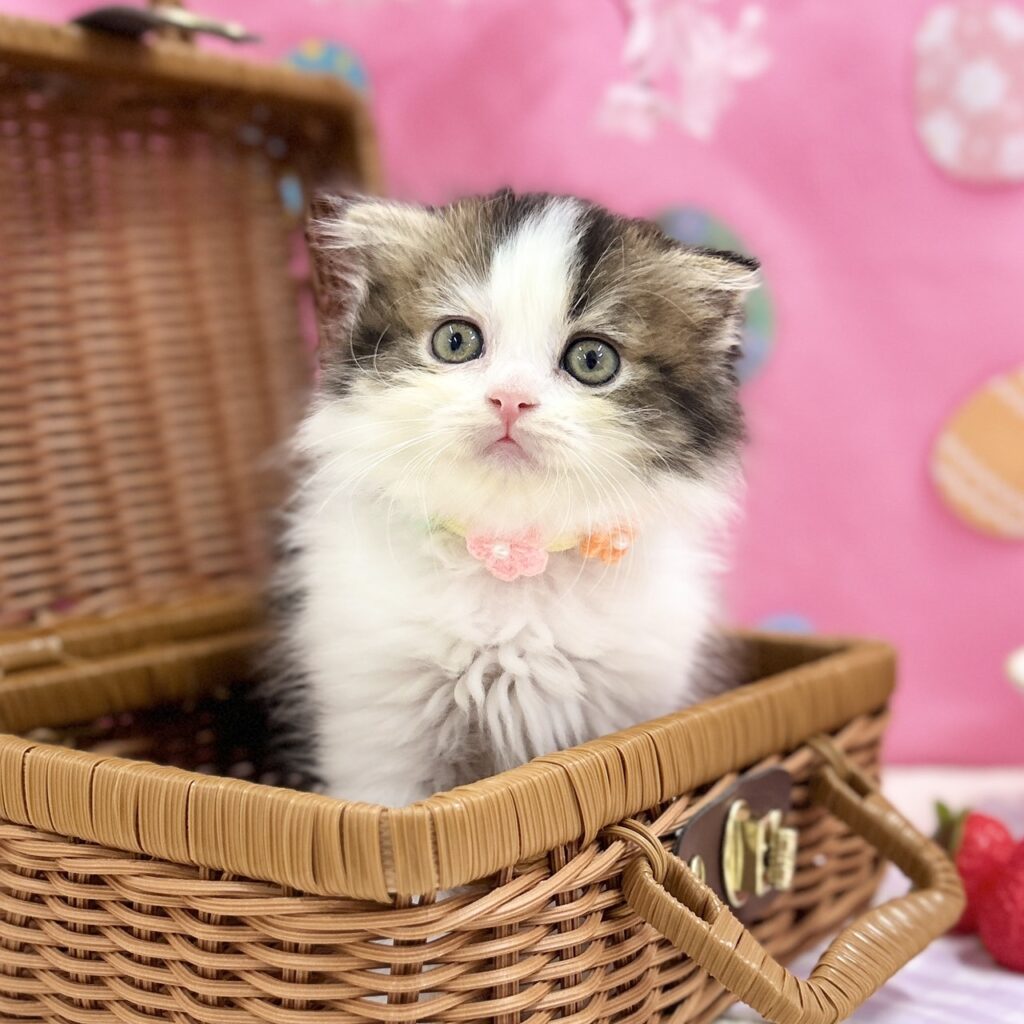 スコティッシュフォールド R8.2月11日生まれ 女の子