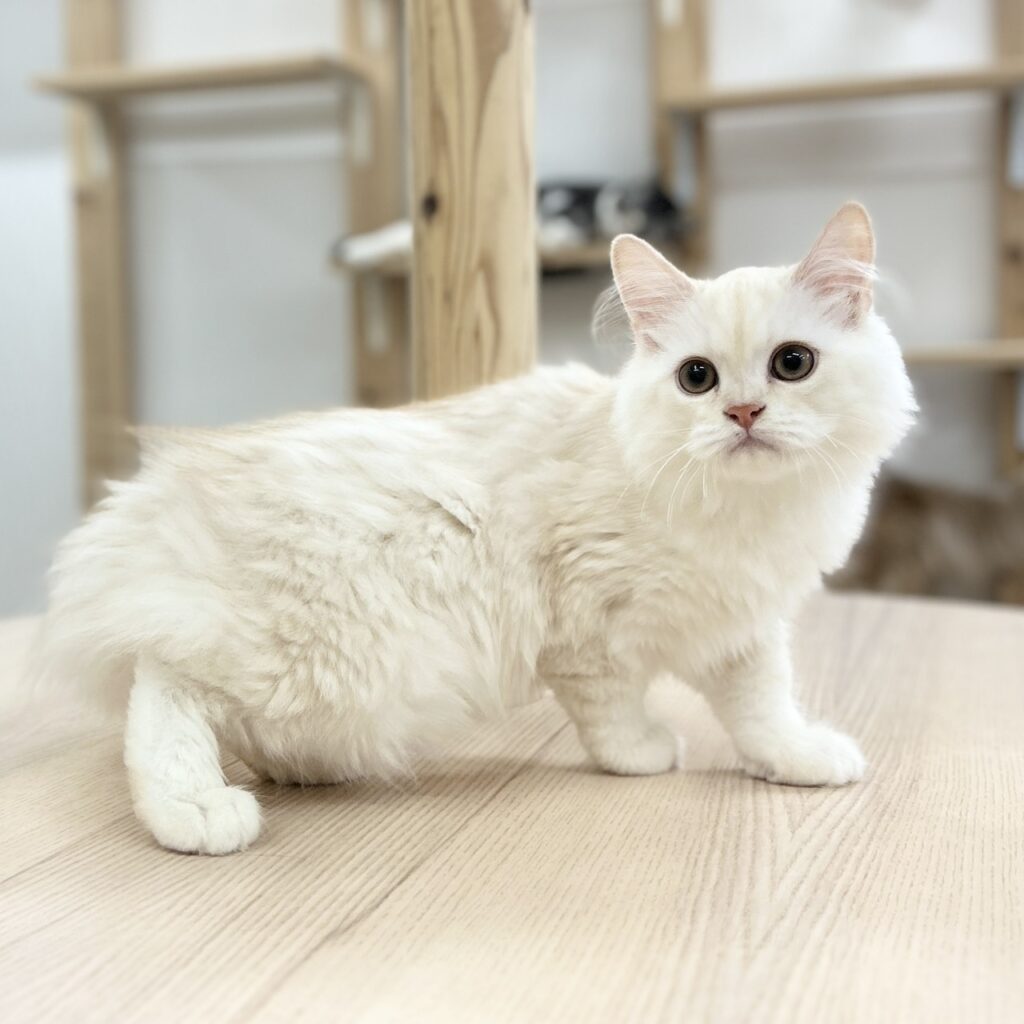 ミヌエット R8.1月29日生まれ 男の子