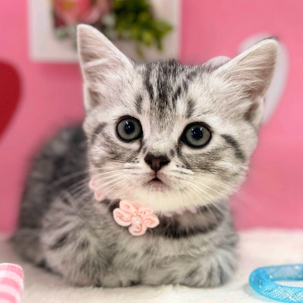 スコティッシュフォールド R7.12月1日生まれ 女の子