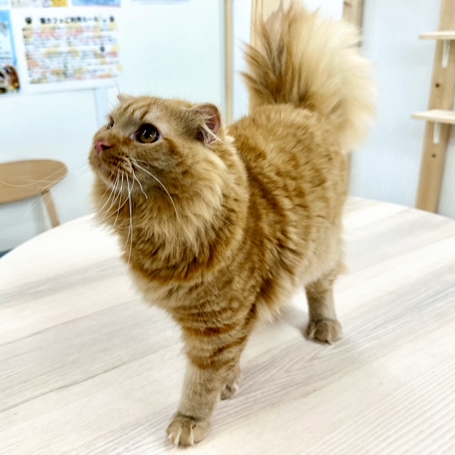 スコティッシュフォールド R6.11月20日生まれ 男の子