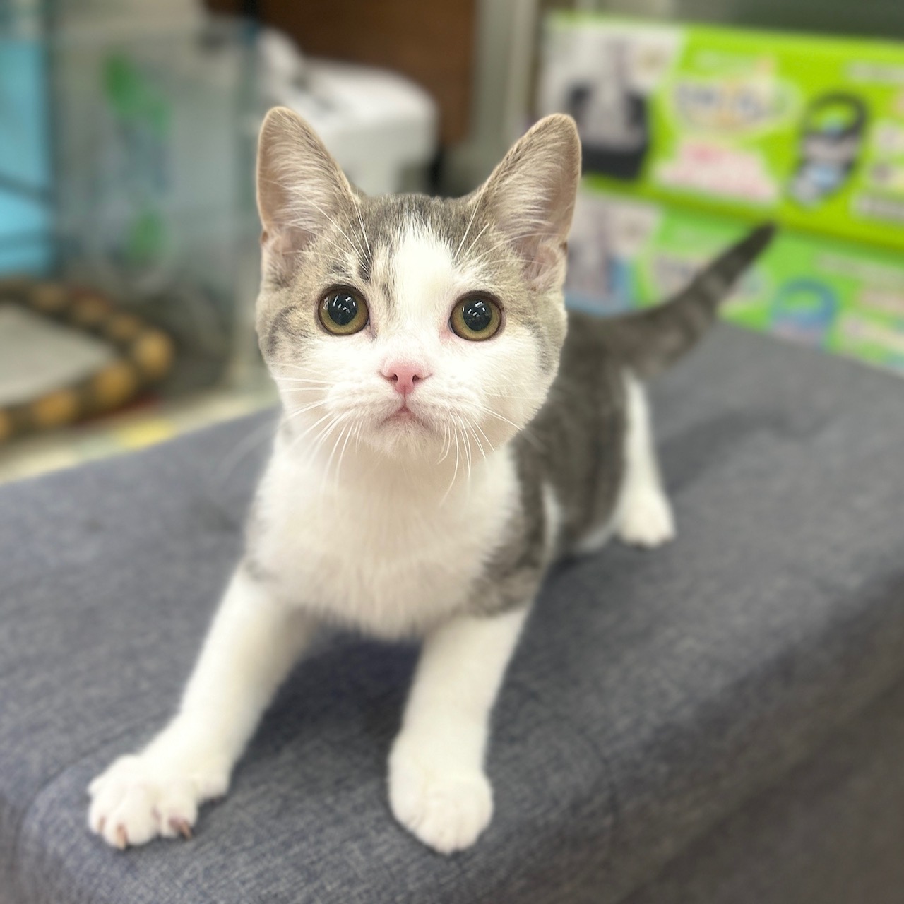 スコティッシュフォールド R7.11月10日生まれ 男の子